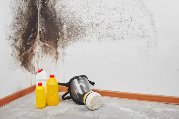 Best Attic Mold Removal  in Inglewood, CA