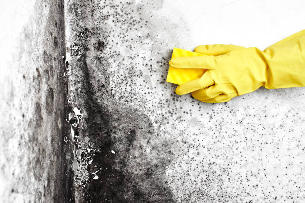 Best Toxic Mold Removal  in Inglewood, CA