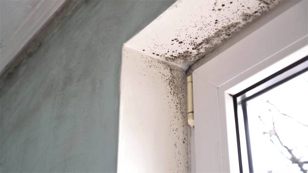 Best Certified Mold Removal  in Inglewood, CA