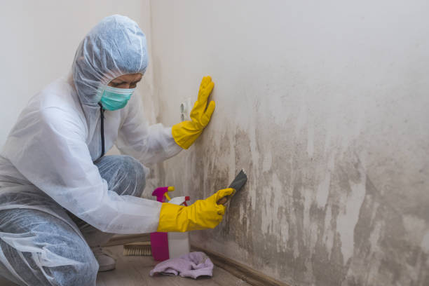Best Commercial Mold Removal  in Inglewood, CA