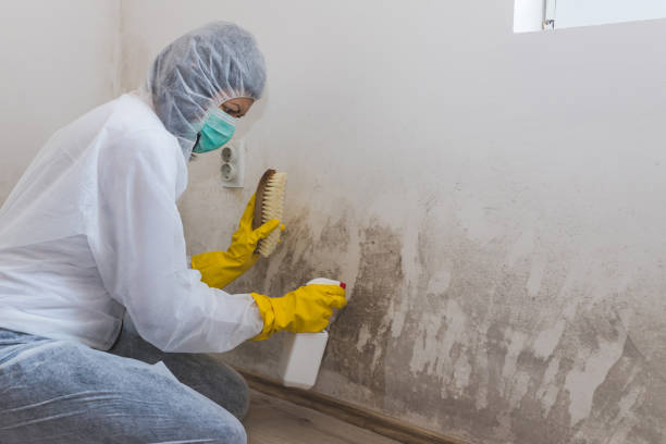Best Mold Damage Repair  in Inglewood, CA