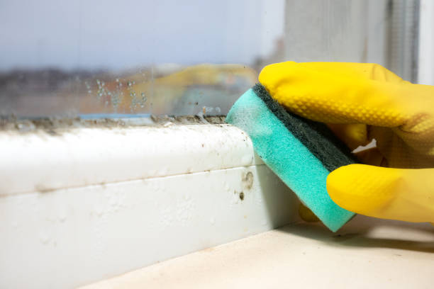 Best Commercial Mold Removal  in Inglewood, CA