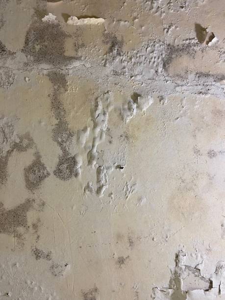 Best Mold Remediation  in Inglewood, CA