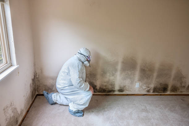 Crawl Space Mold Removal in Inglewood, CA