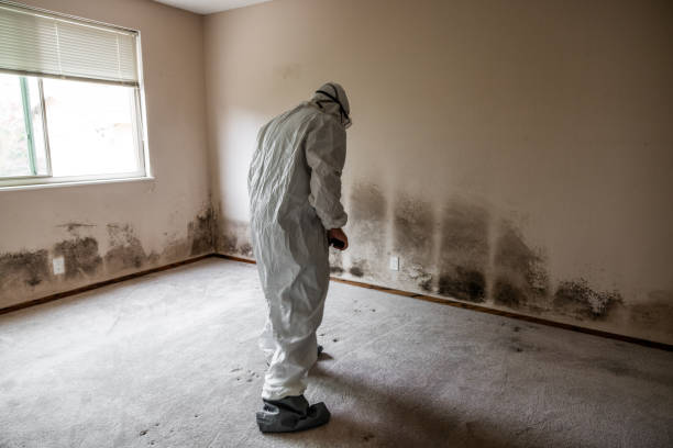 Best Crawl Space Mold Removal  in Inglewood, CA