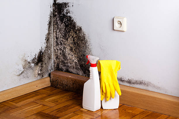 Best Black Mold Removal  in Inglewood, CA