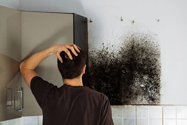 Best Mold Testing  in Inglewood, CA