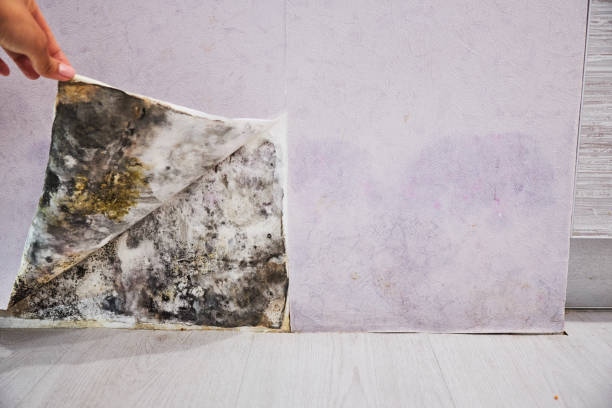 Best Attic Mold Removal  in Inglewood, CA